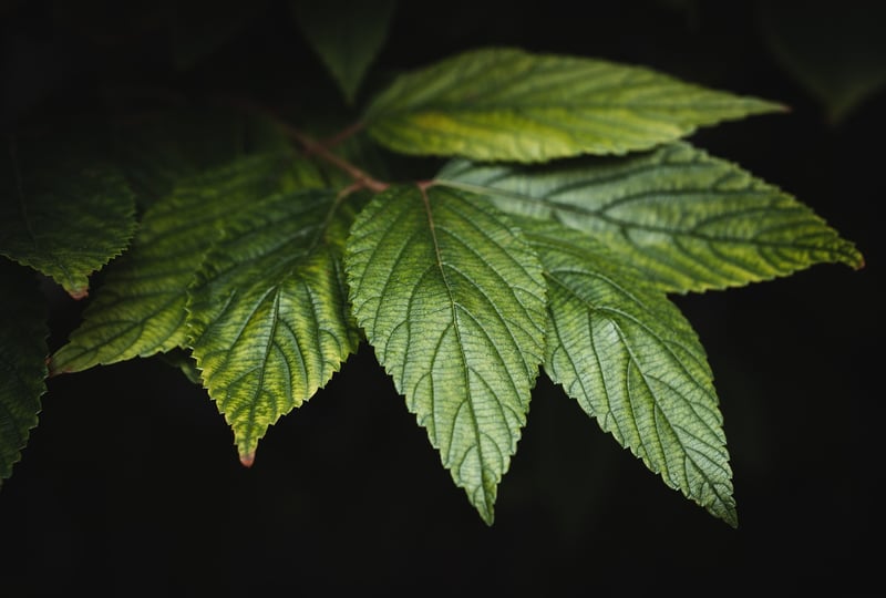 Green plant in sunlight